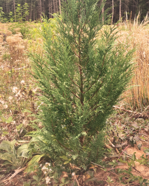 Maintaining a Self-Controlled Heart