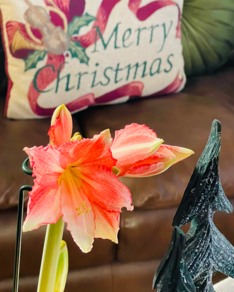 This Time of Renewal