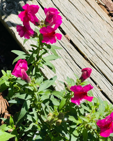 Expressions of His Glory