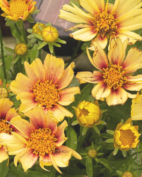 Shaping Spiritual Maturity