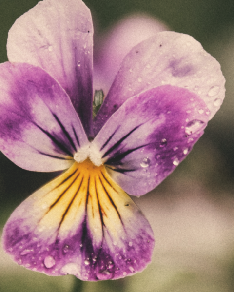 Willful Satisfaction