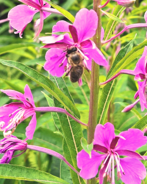 Drawing Out the Sweetness