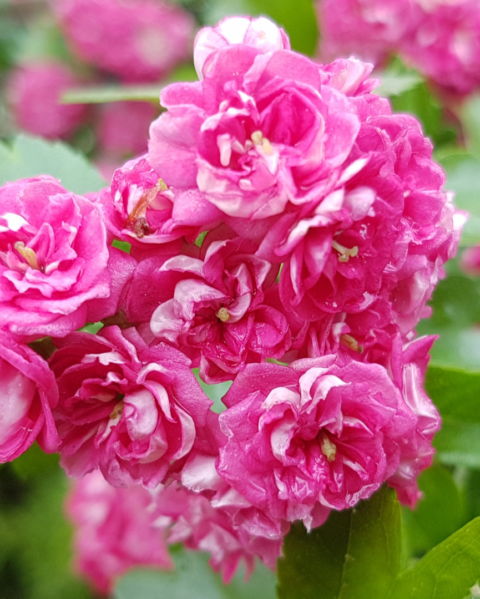 Woman of Valor: Understanding the Proverbs 31 Woman