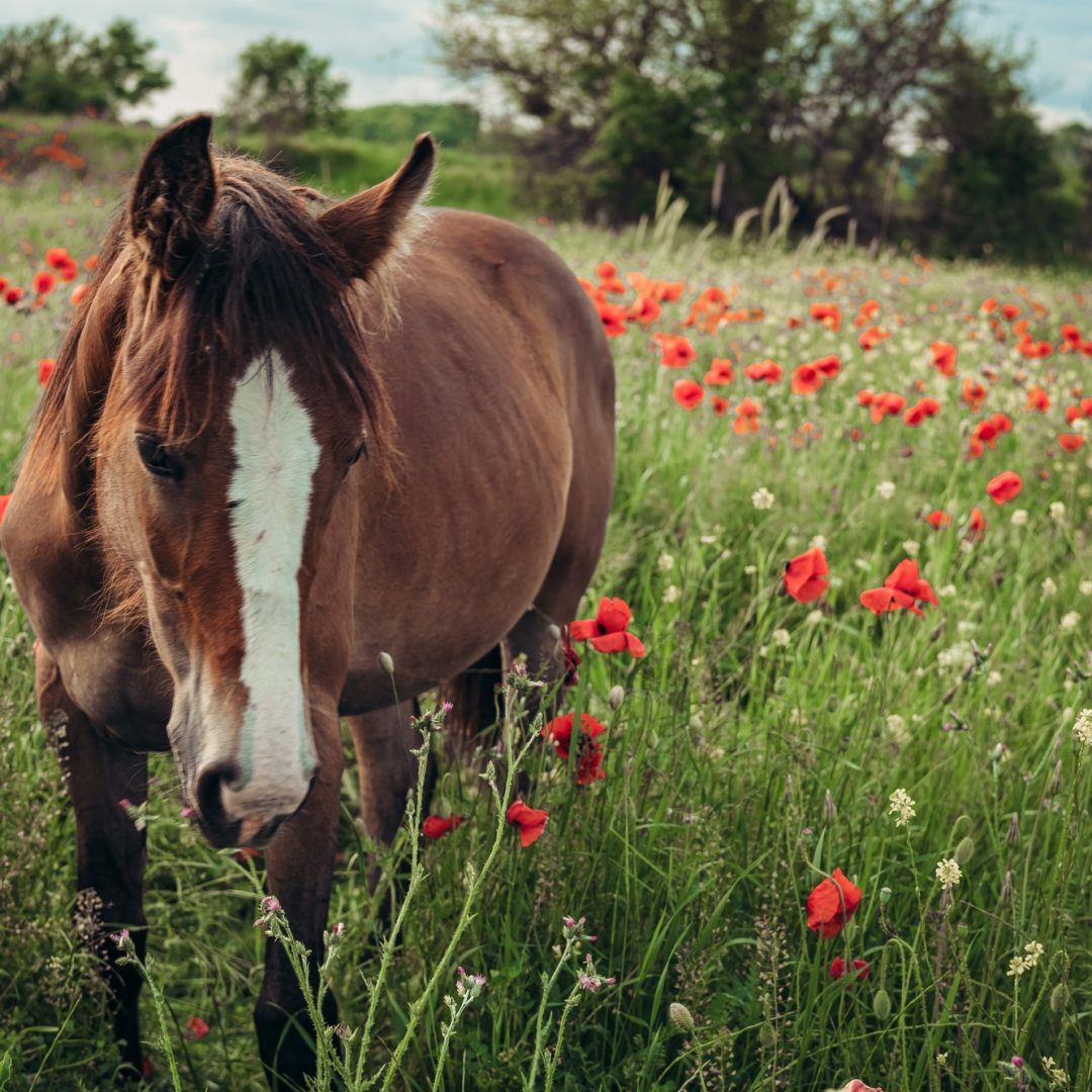 Beautiful red horse with long black mane in spring field