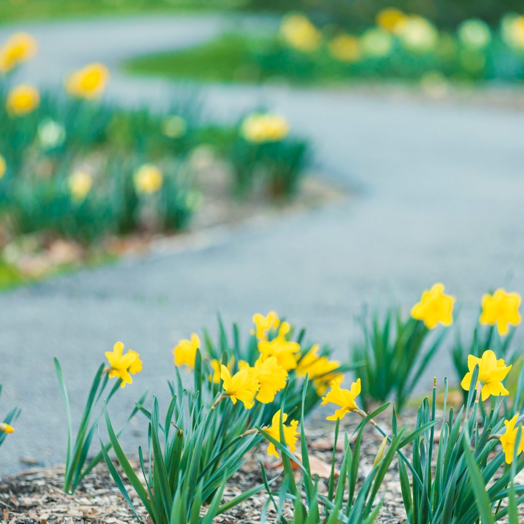 Daffodils in the spring garden