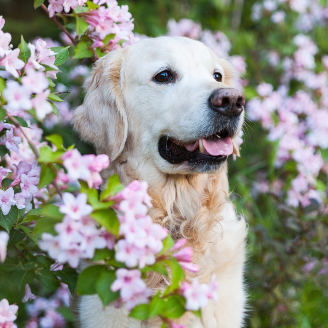 Golden retriever dog