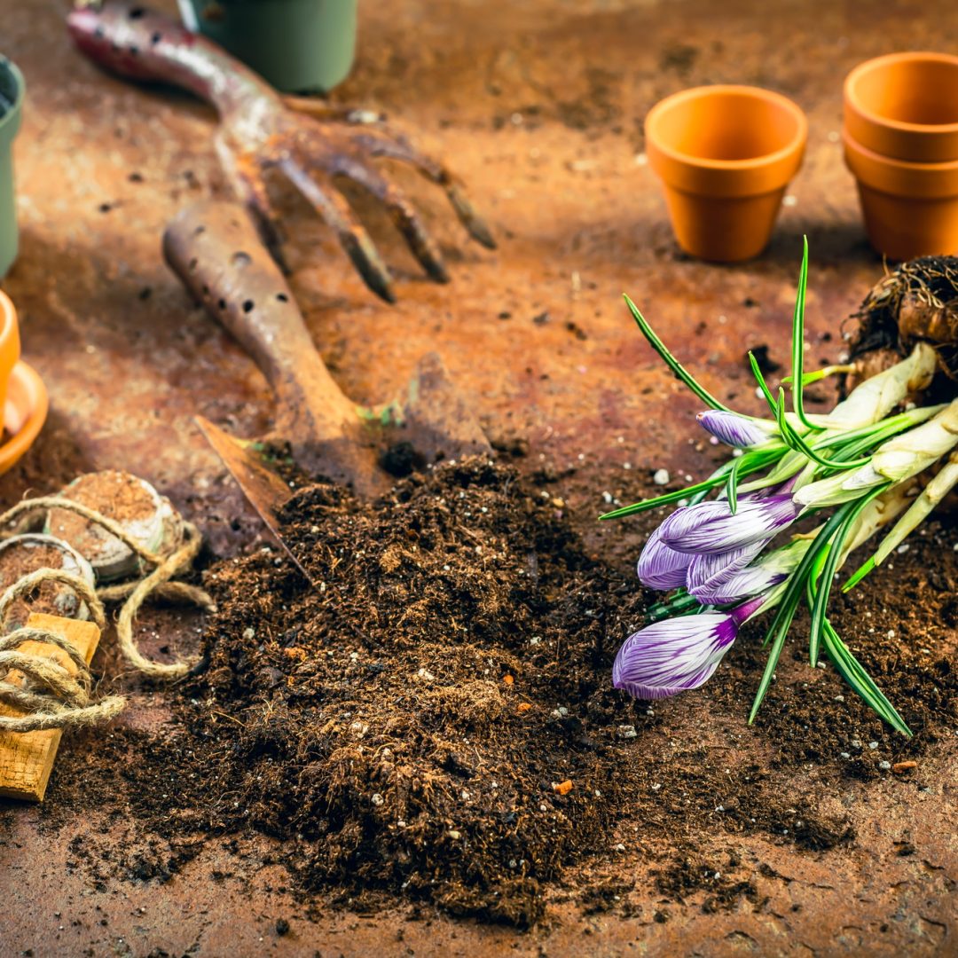 Spring gardening concept - gardening tools with plants, flowerpots and soil