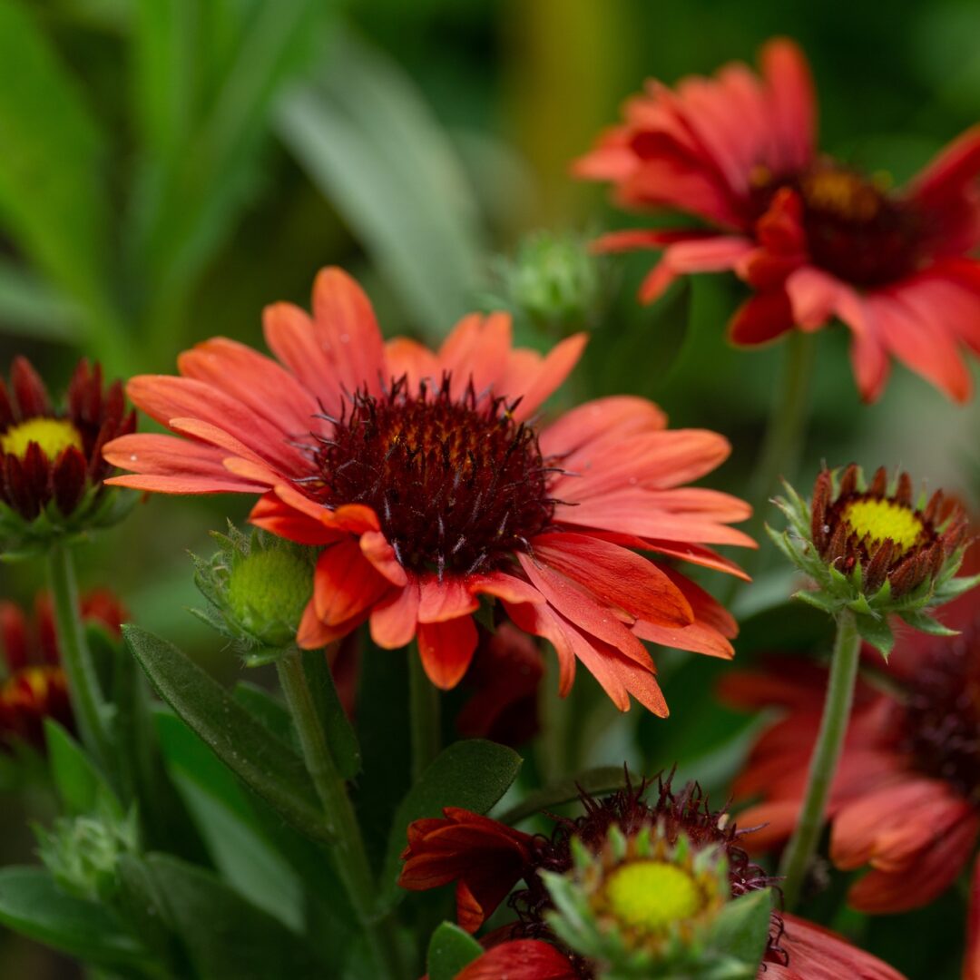 Red summer flowers