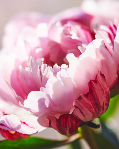 Blog: Living a Holy Feminine Life