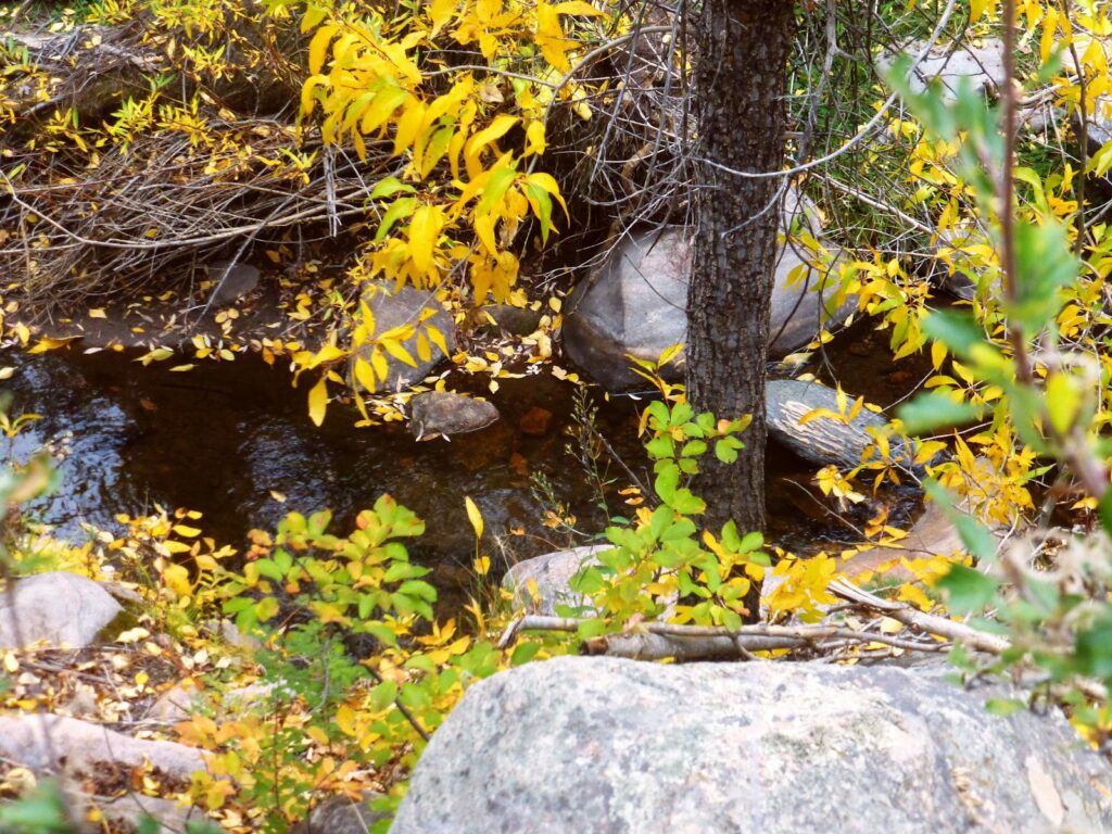 A stream running through a forest filled with lots of trees