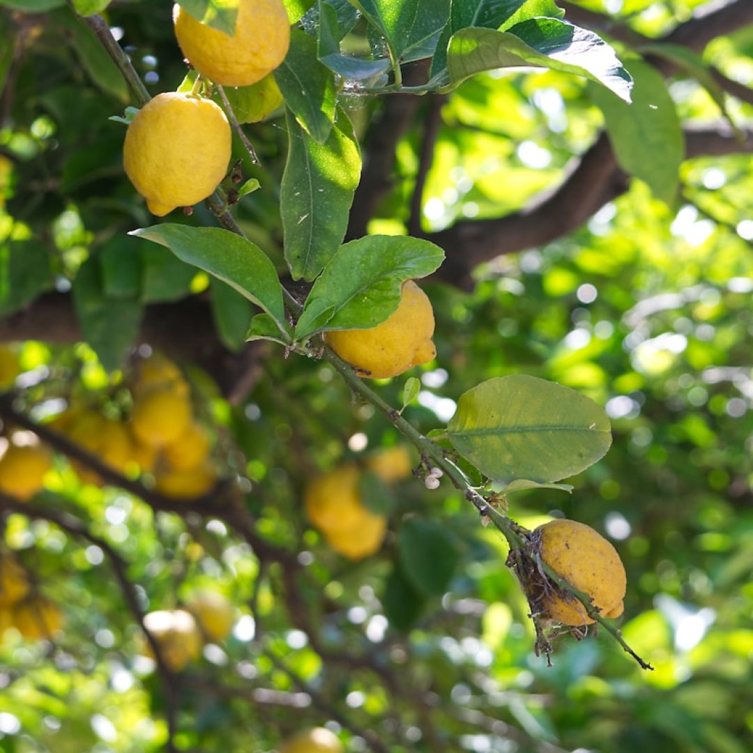 a tree filled with lots of ripe lemons