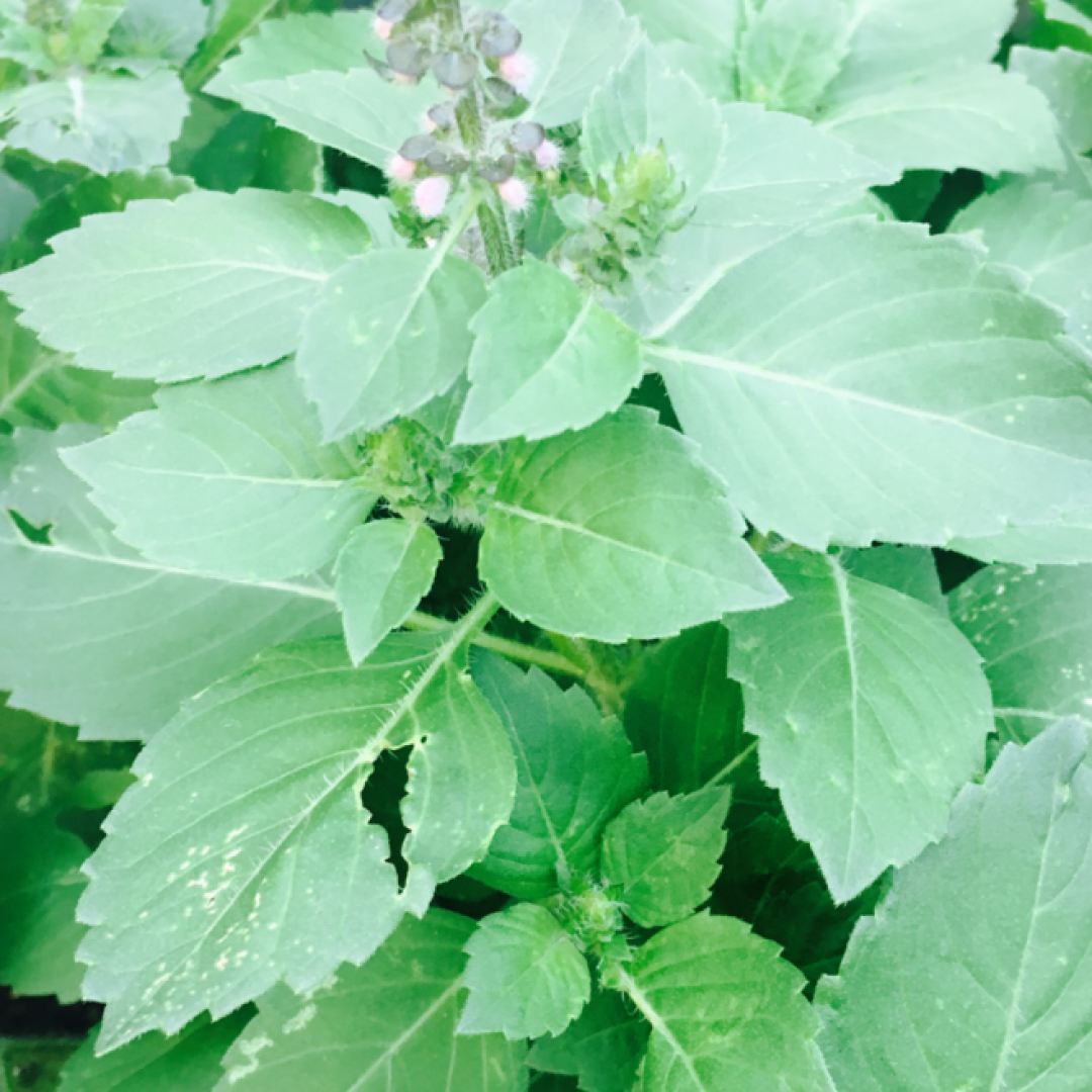 Holy basil chili paste
