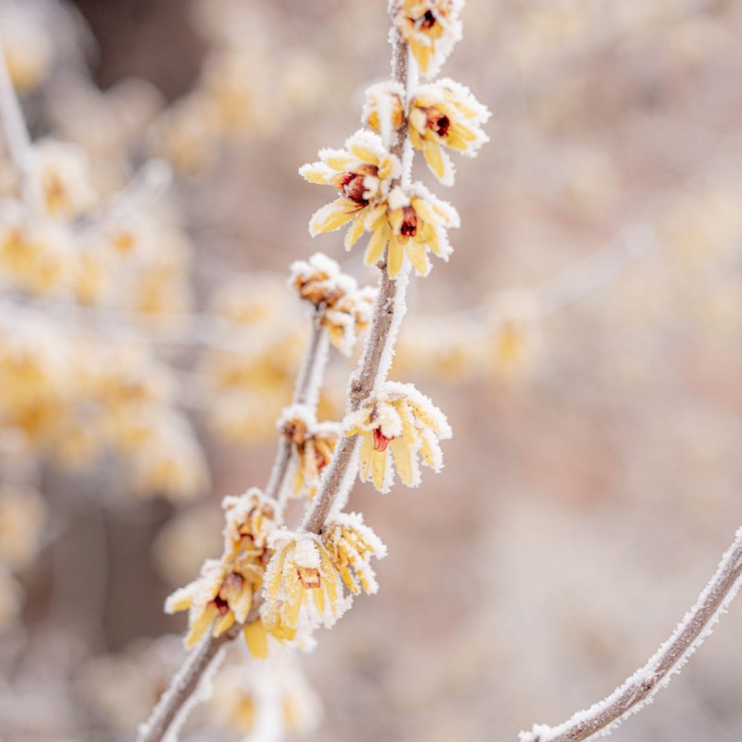white flowers in tilt shift lens