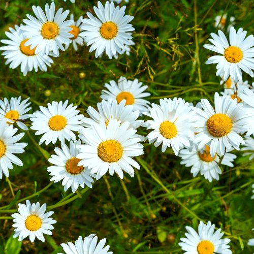 Blooming summer flowers white chamomile