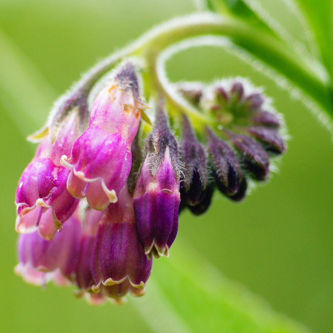 Common comfrey flowers