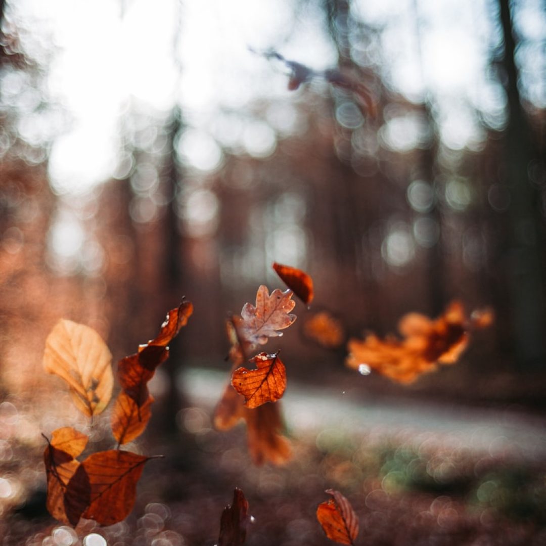 micro photography of leaves