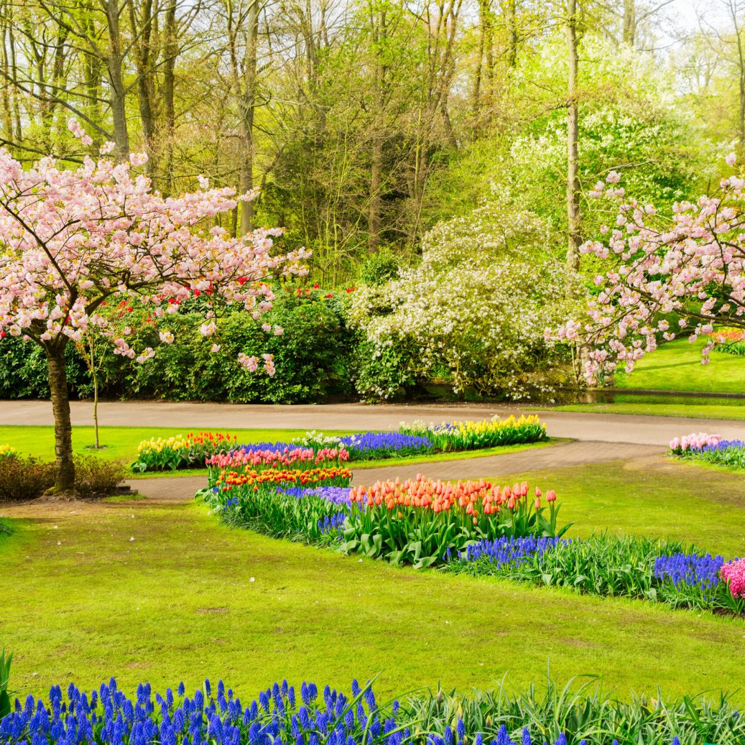 Colourful Blooming cherry trees and flowerbeds in an Spring Formal Garden
