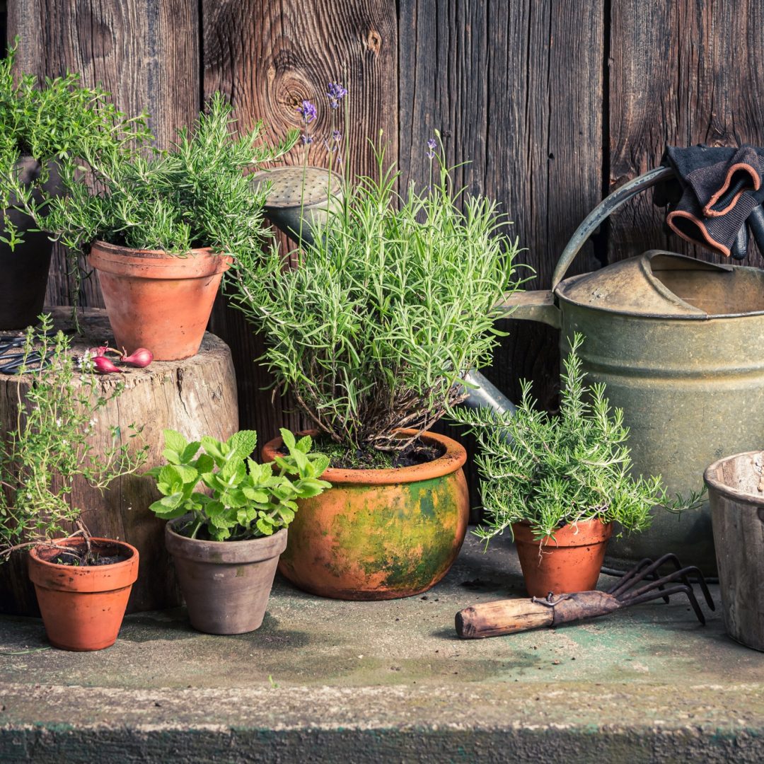 Green herbs in old garden. Rustic garden in summer afternoon