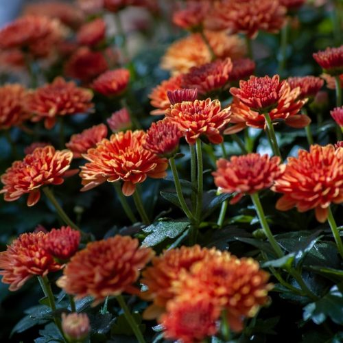 blooming orange flowers in garden