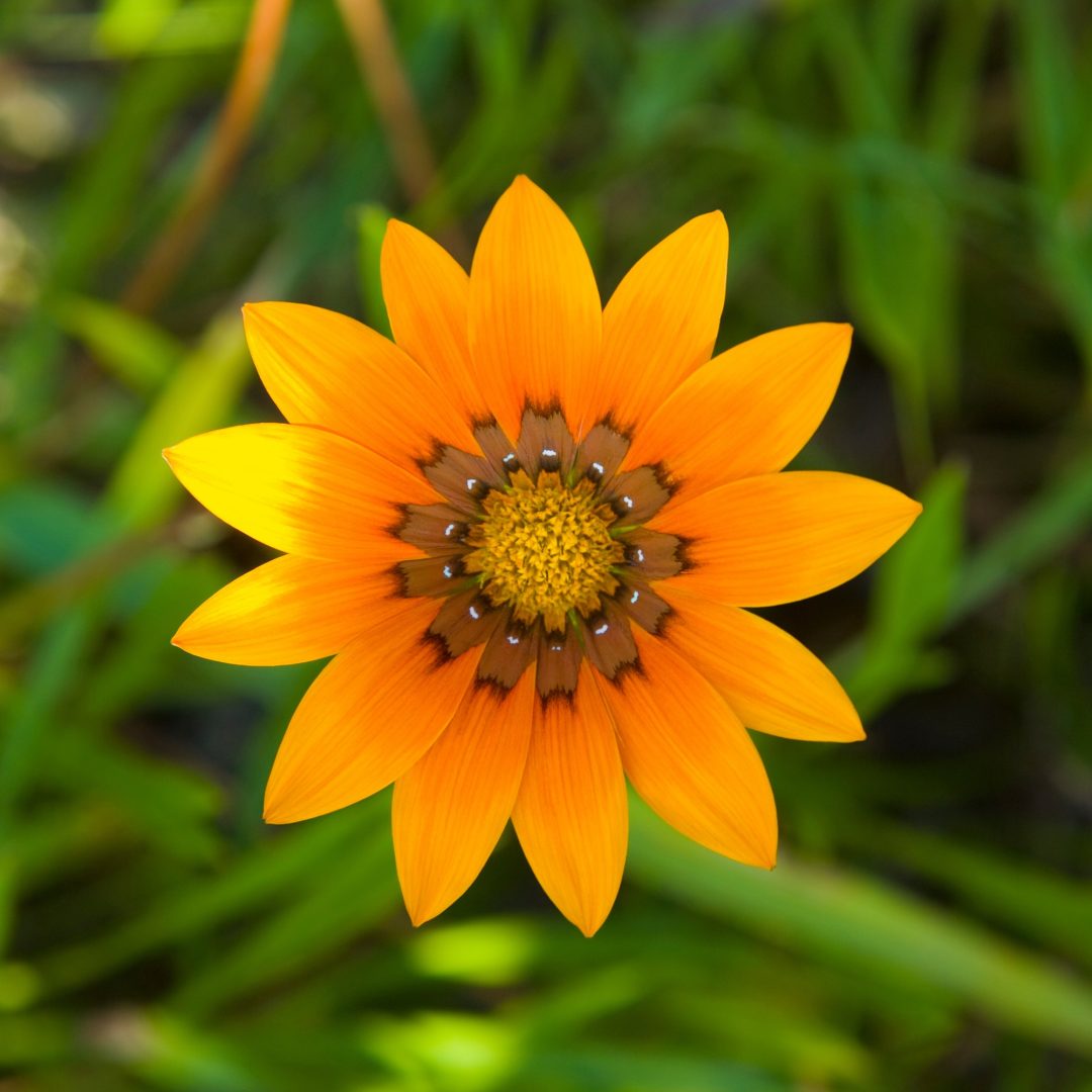 Orange flower with green background