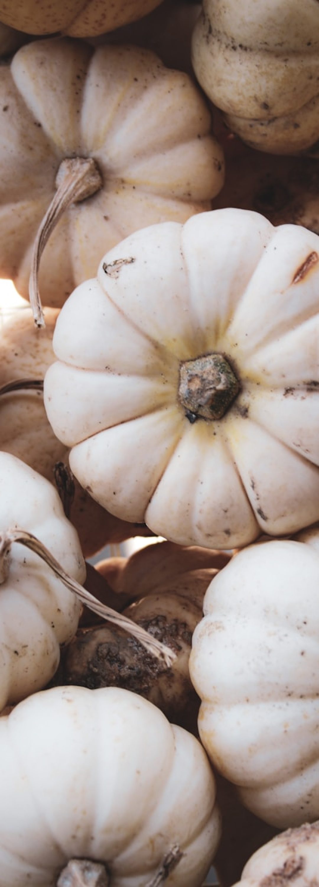 a group of white mushrooms