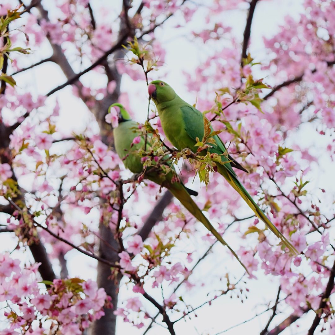 Spring birds