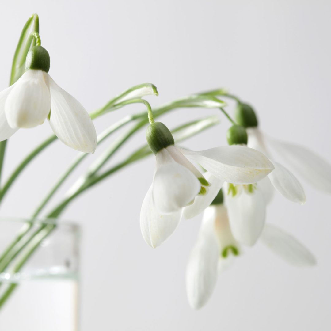 Spring snowdrop flower. Soft focus.