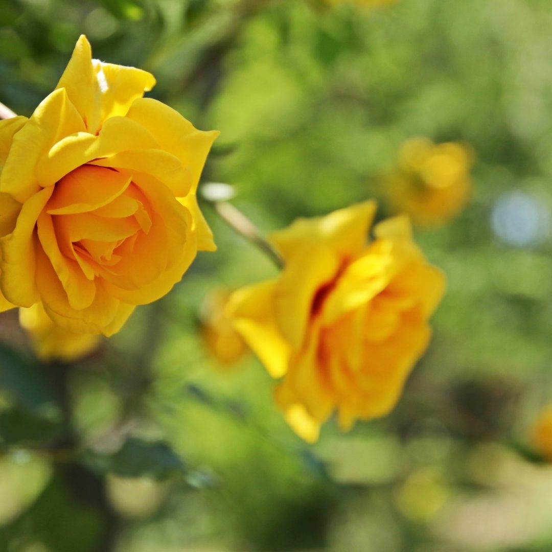 Two yellow roses at garden