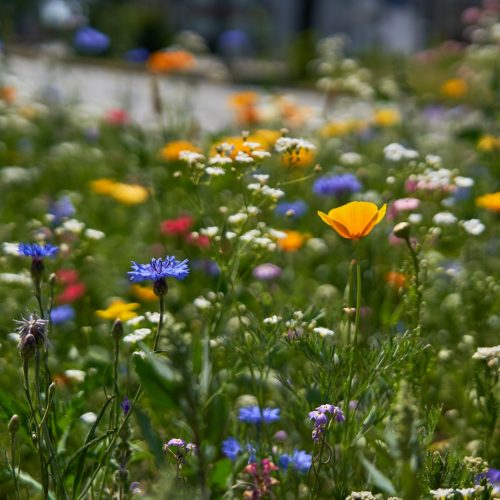 assorted-color flowers