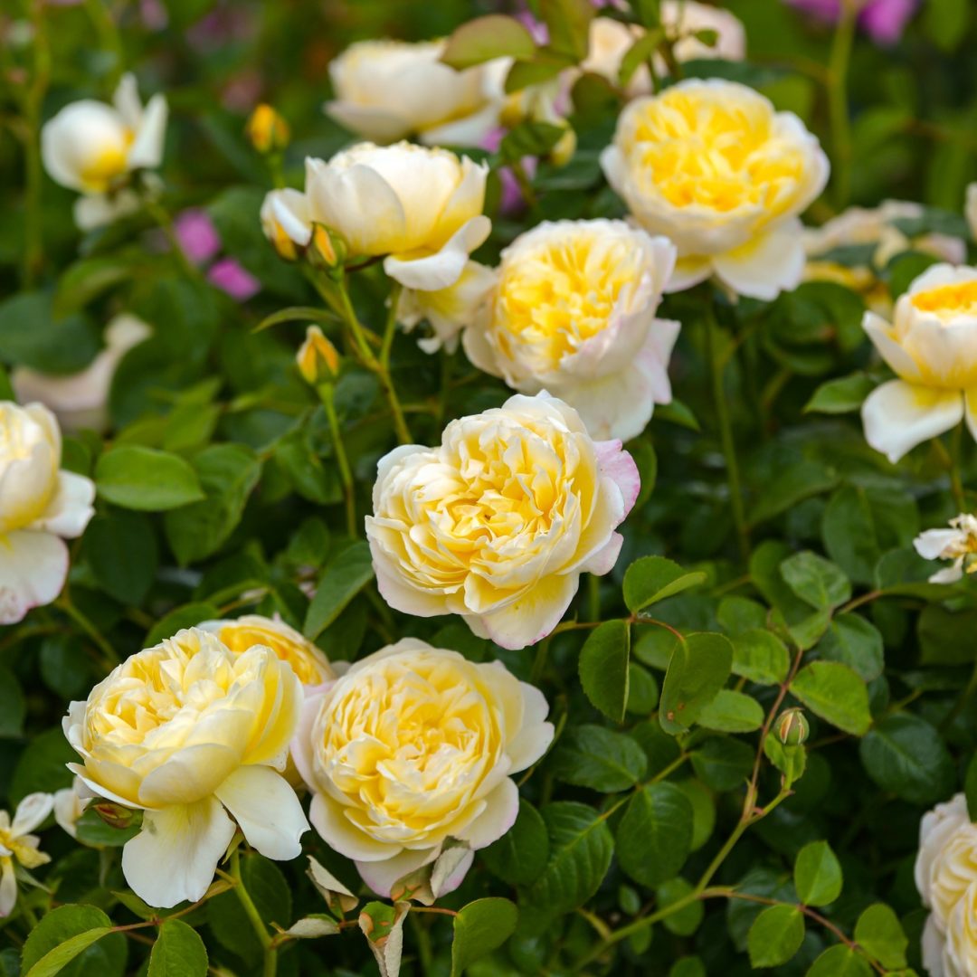 Yellow roses in spring